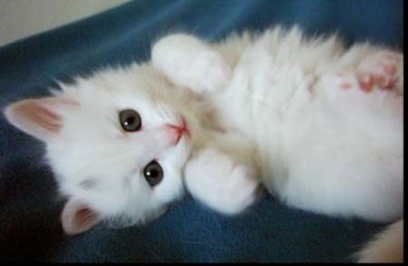 trop beau